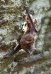 African Sheath-tailed Bat